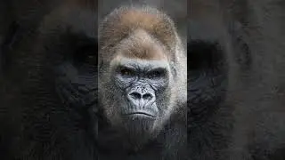Monkey Glow-up