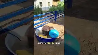 Факты про слонят 🐘