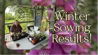 Winter Sowing Results 🌱 | Potting Up My Perennial Seedlings from Milk Jugs!