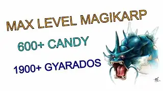 POKEMON GO : MAX LEVEL MAGIKARP : 600 CANDY : MAX LEVEL GYARADOS