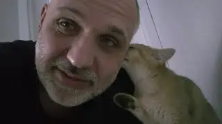 Можно ли забрать нашего котёнка в Европу?