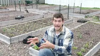 6 Cool Weather Crops You Should Avoid Planting In Spring