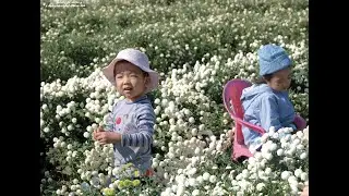 〈銅鑼．杭菊季〉