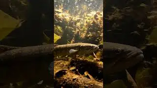 🐠 Hidden Fish Life in Countryside! 🎣 You Won't BELIEVE What We Found! 🤯 #CountrysideLife