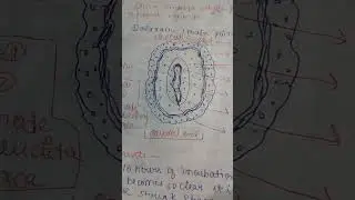 Chick Embryo 16hours Whole Mount Incubation #viralshorts #shorts #biology #study #bsc #zoology#yt