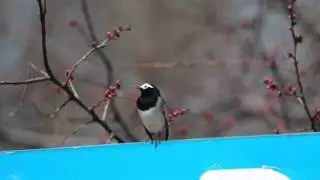 Маскированная трясогузка.