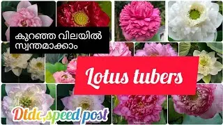 Lotus tuber sale starting @50#whatsup#fidhoozgarden#online sale