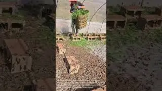 Feeding Locusts in a Greenhouse: Grasshopper Farming