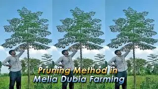 Pruning method in Melia Dubia Farming