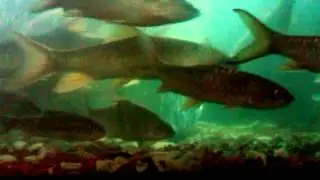 ikan kelah emas