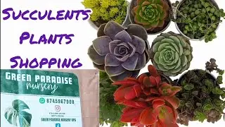 I found some very cheap succulent plants/plants shopping/succulent plants