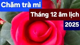 Chăm trà mi tháng 12 âm lịch 2025