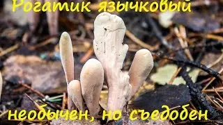 Клавариадельфус язычковый - съедобный гриб