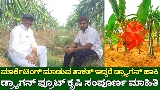 ಮಾರ್ಕೆಟಿಂಗ್ ಮಾಡುವ ತಾಕತ್ ಇದ್ದರೆ ಡ್ರ್ಯಾಗನ್ ಫ್ರೂಟ್ ಕೃಷಿ ಮಾಡಿ | dragon fruit farming kannada