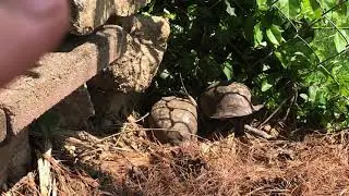 Box Turtle Mating Season is here! What it&rsquo;s all about.