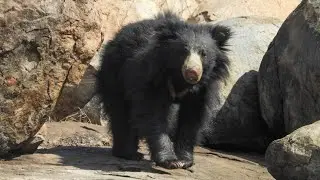 Sloth Bear Safari Part2 #bear #wildlife #wildanimals #forest #nature #love 