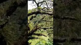 APARTAOS ...dijo el maestro .hadas y  duendes en mi bosque  TERRANI May 2025