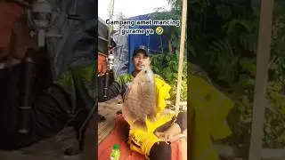 MANCING GURAME‼️UMPAN GURAME PALING JITU‼️ #mancinggurame #umpanguramepalingjitu  #peletaray