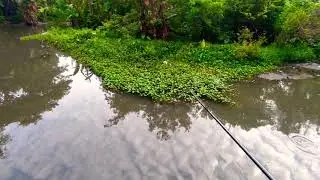 #casting gabus  #mancing gabus #shimanozodias #hobbymancing