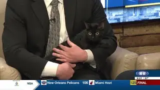 CHS introduces Mistique who is ready for adoption