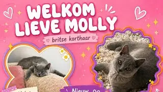 Welkom Molly (Ondertussen heeft Elly ook weer een nieuw nestje kittens)