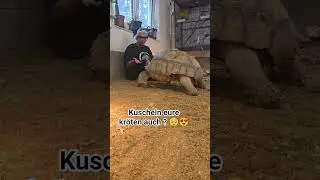 Freunde f&uuml;r immer 🫶🐢 #naneexotic #schildkr&ouml;te #tortoise #sulcata #cute #schildkr&ouml;ten #kuscheln