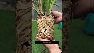 &laquo;Потрясающие лайфхаки с коричневым сахаром для здоровья растений! 🌿✨ | Советы по садоводству свои...