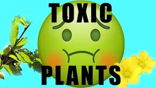 Toxic Weeds in Pastures Presentation