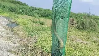 @ Catching eels during the dry season!