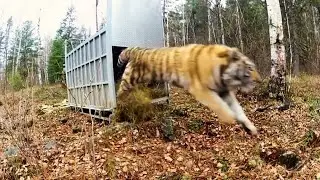 tiger run from cage