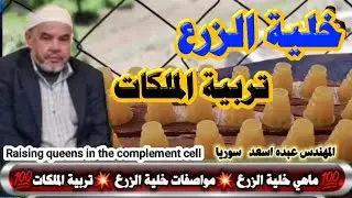 تربية الملكات في خلية الزرع 👍 المهندس عبده اسعد