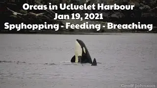 Threatened Pacific NE Transient Orcas in Ucluelet Harbour, near Tofino, Vancouver Island