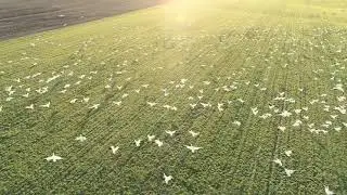 Goose in the field