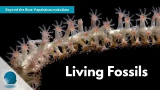 Beyond the Blue: Papahānaumokuākea - Living Fossils