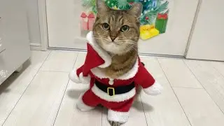猫が人間の様に二足歩行して歩いてくる服を着せたら可愛いすぎた…サンタver
