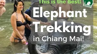Elephant Trekking in Chiang Mai, Thailand