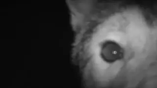 Trail Cam Predators, Winter 2019