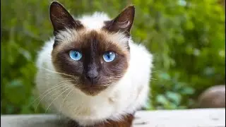 Most popular cat breeds from around the world