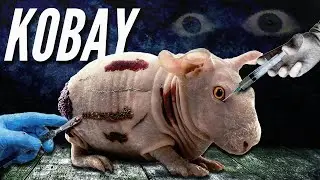Kobay Faresinin Ger&ccedil;ek Hik&acirc;yesi!