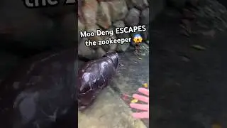Moo Deng is too FAST for the zookeeper #moodeng #hippo