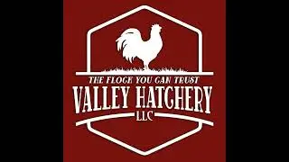 Chicken Support Insights - Episode 8: Planning Your Flock Before the Spring Rush