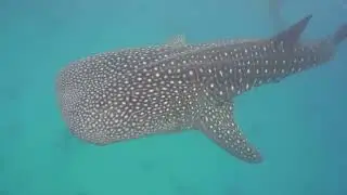 10 Giant Animals That Will Blow Your Min 2025 10 05