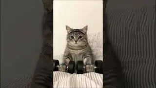 #CatGym #GatoNaAcademia #Motiva&ccedil;&atilde;oDi&aacute;ria #WorkoutCat #FitnessMood #GatoFofura