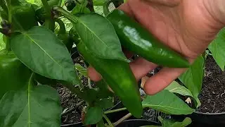Pruning peppers, chillies, and aubergines