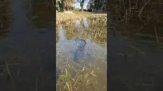 Amazing snakehead fishing video #fishing #fish