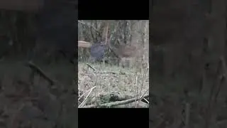 Ruger American 7PRC CRAZY IMPACT ON DOE! Watch the body ripple in slow mo. Sons first doe.