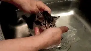 Tiny orphaned kitten protests flea bath at VOKRA