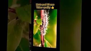 Moto pad 60 neo video quality👍😱 #viral #shorts #reels #video #quality