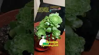 Эониум Древовидный💐|Цветок|😘💕#СердцеЦветка,#Цветок