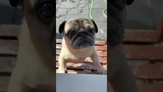 Pug meets BLUEBERRIES! 😱 #pugdog #pugs #pug